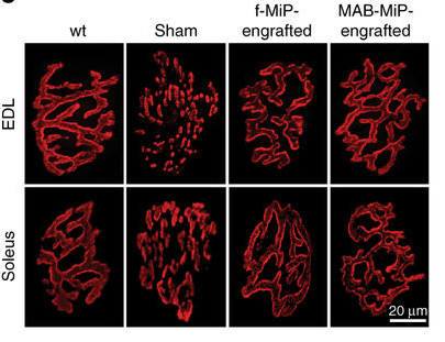 1531992329752555wwny.png 圖片47.png